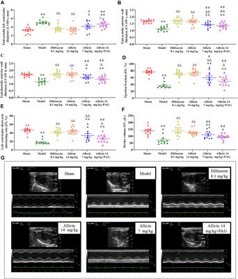 Protective Effects of Allicin on Acute Myocardial Infarction in Rats via Hydrogen Sulfide-mediated Regulation of Coronary Arterial Vasomotor Function and Myocardial Calcium Transport